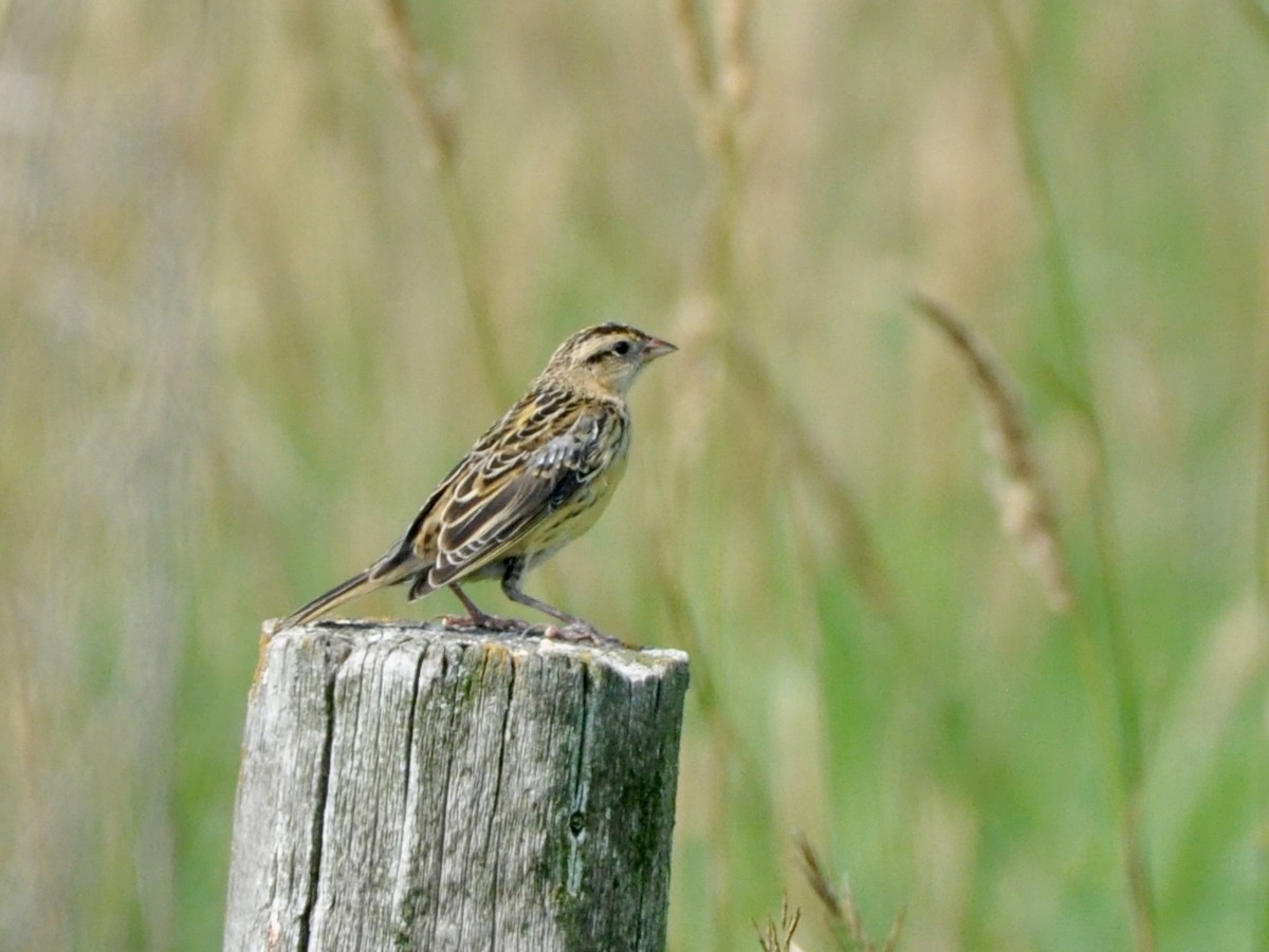 Bobolink - ML638850585