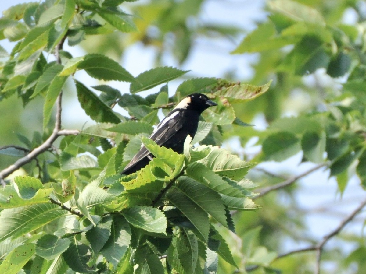 Bobolink - ML638850586