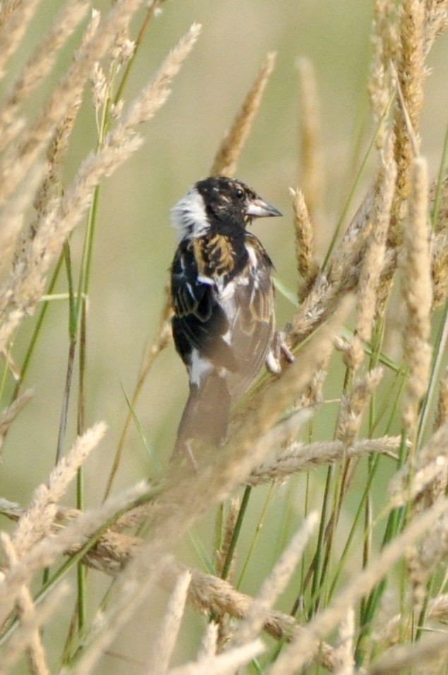 Bobolink - ML638850587