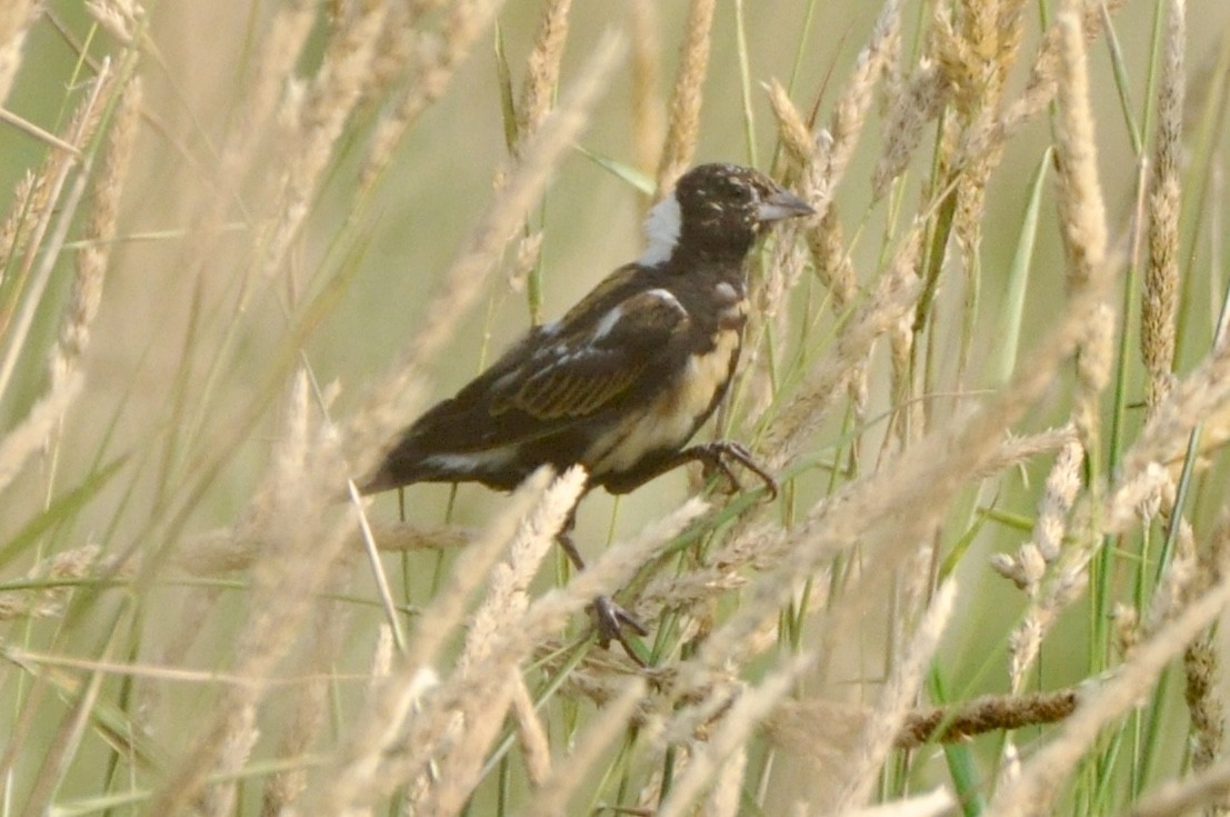 Bobolink - ML638850588