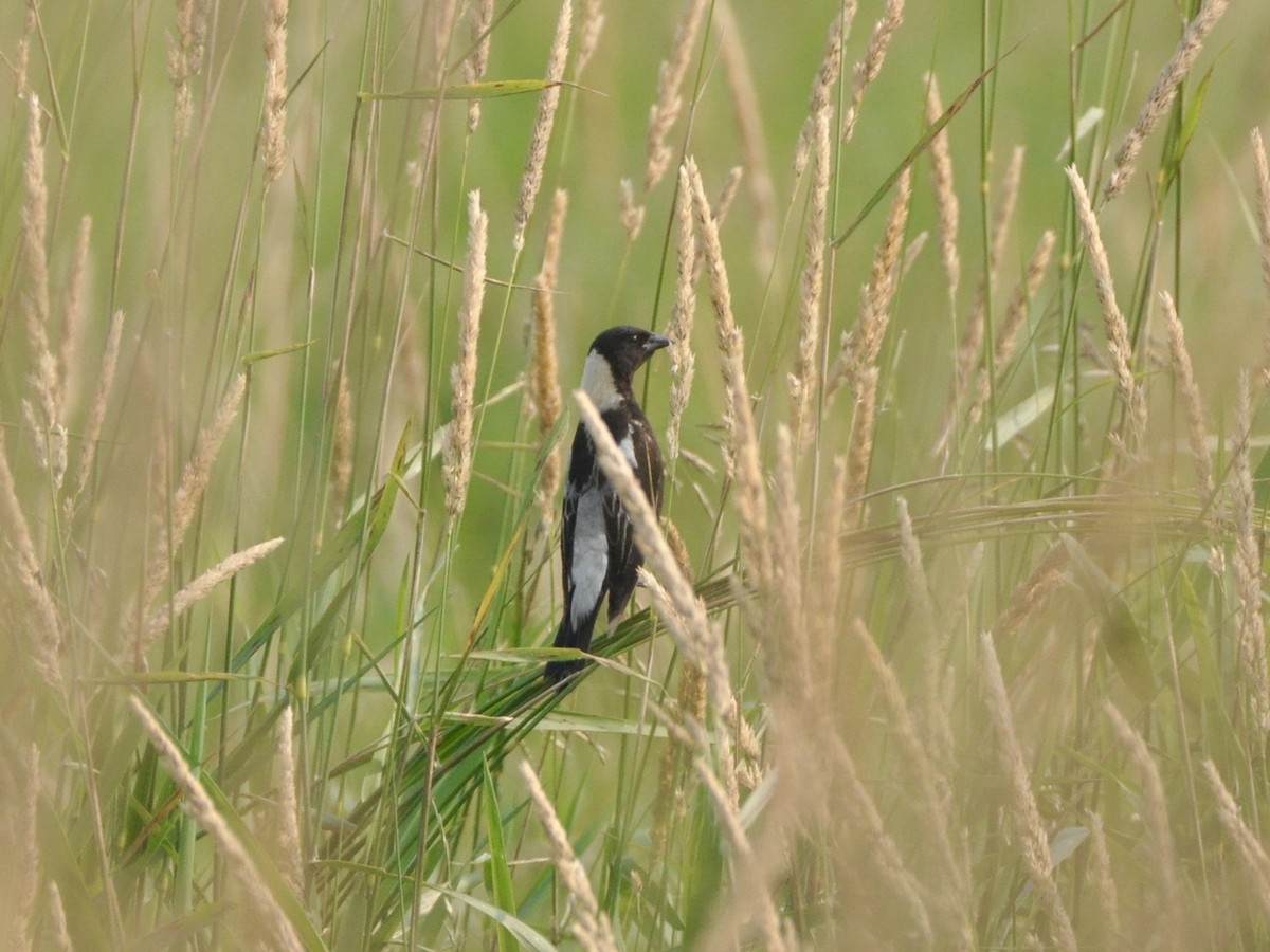 Bobolink - ML638850589