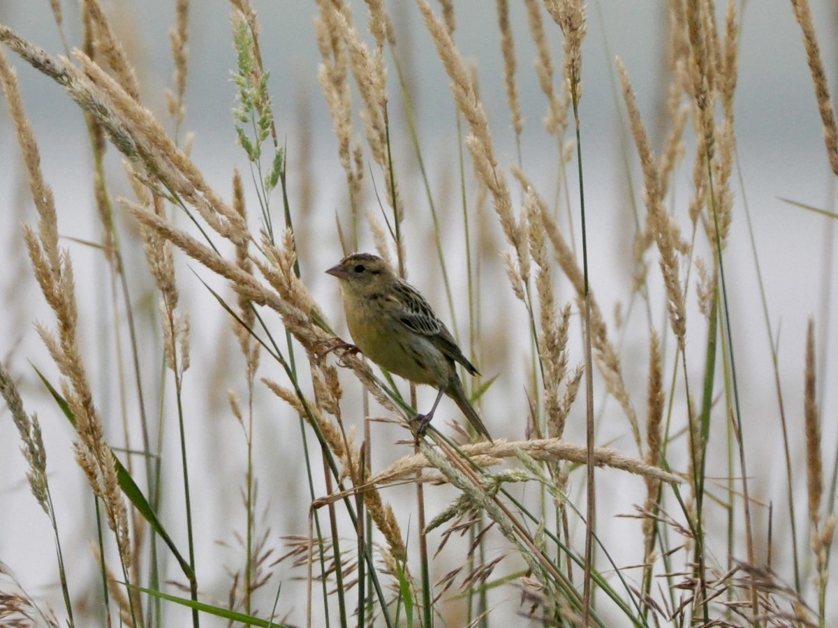 Bobolink - ML638850590