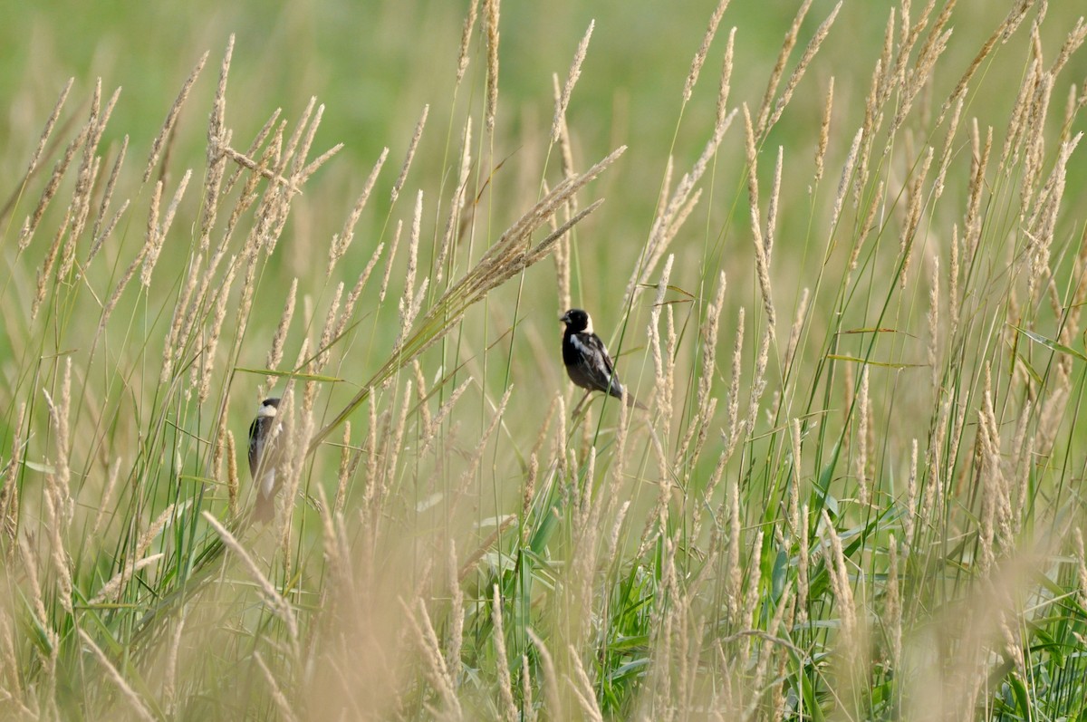 Bobolink - ML638850591