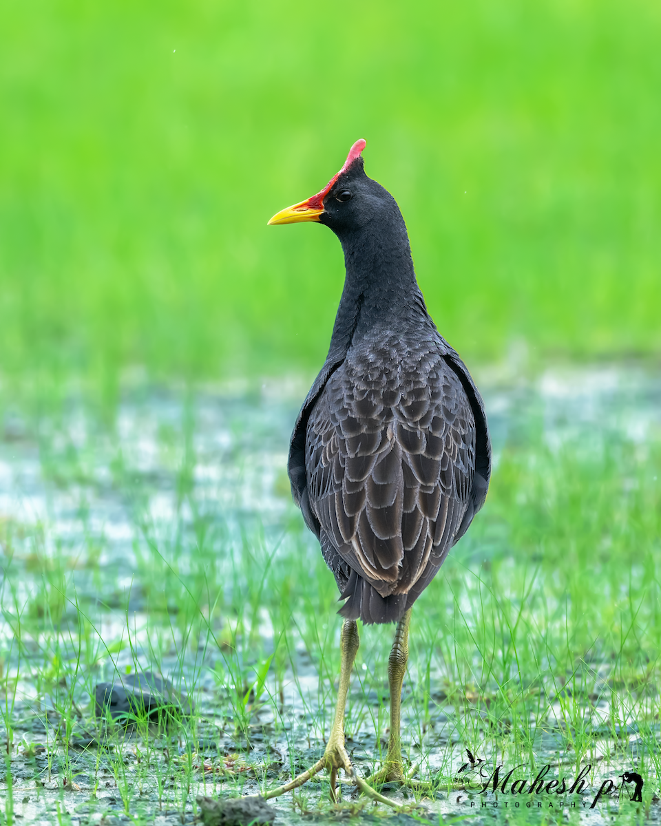 Watercock - ML638850611