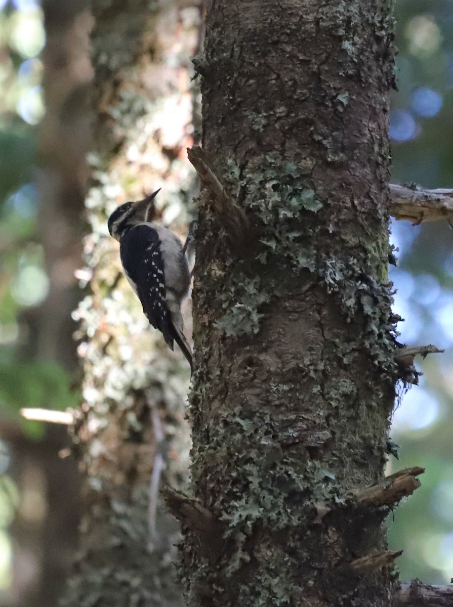 Hairy Woodpecker (Pacific) - ML638850634