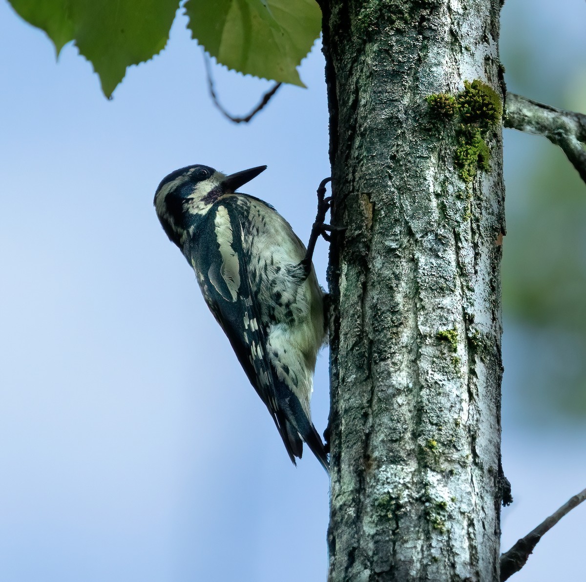 Yellow-bellied Sapsucker - ML638850650