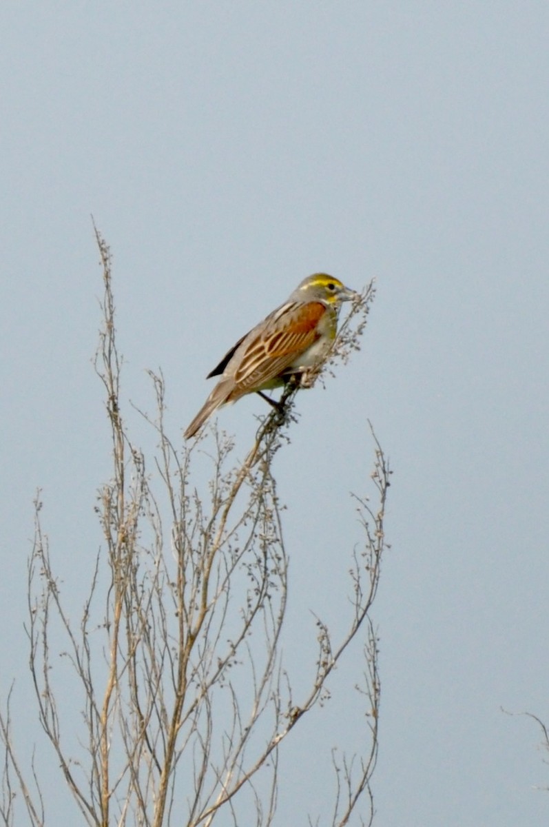 Dickcissel - ML638850669