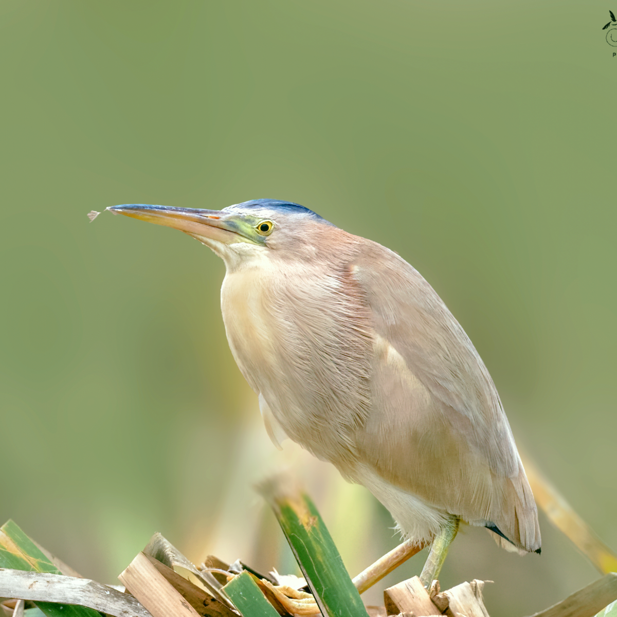 Yellow Bittern - ML638850682