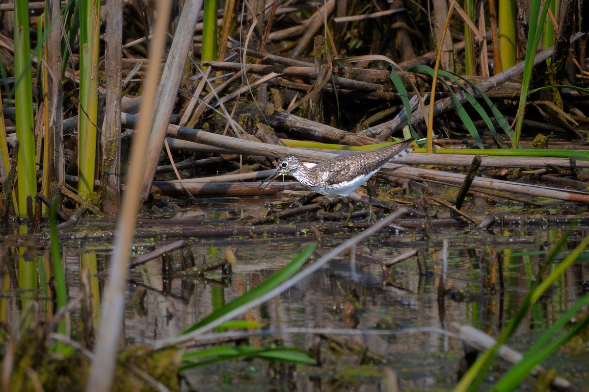 Solitary Sandpiper - ML638850685