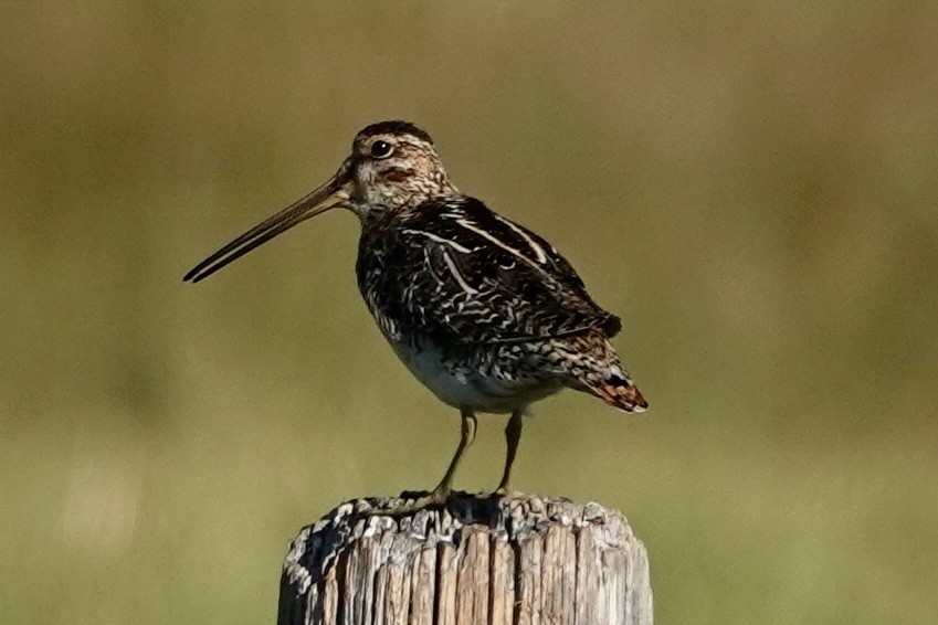 Wilson's Snipe - ML638850697