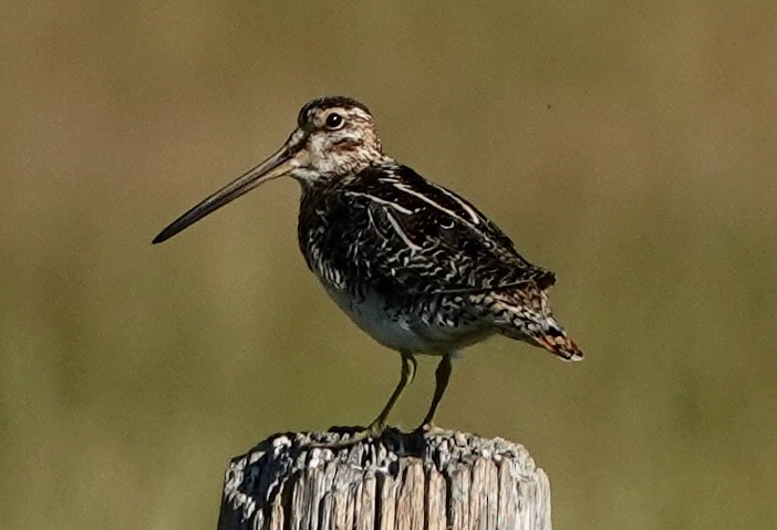 Wilson's Snipe - ML638850698