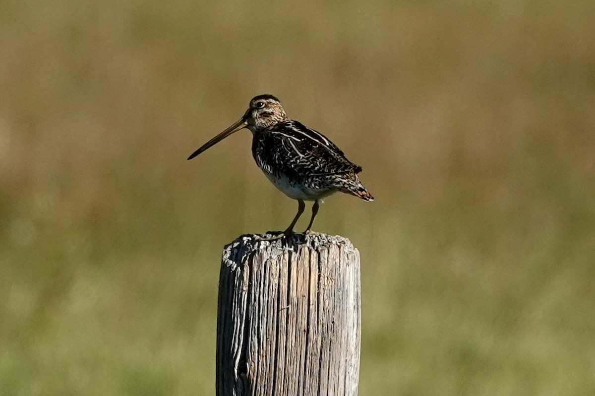 Wilson's Snipe - ML638850699