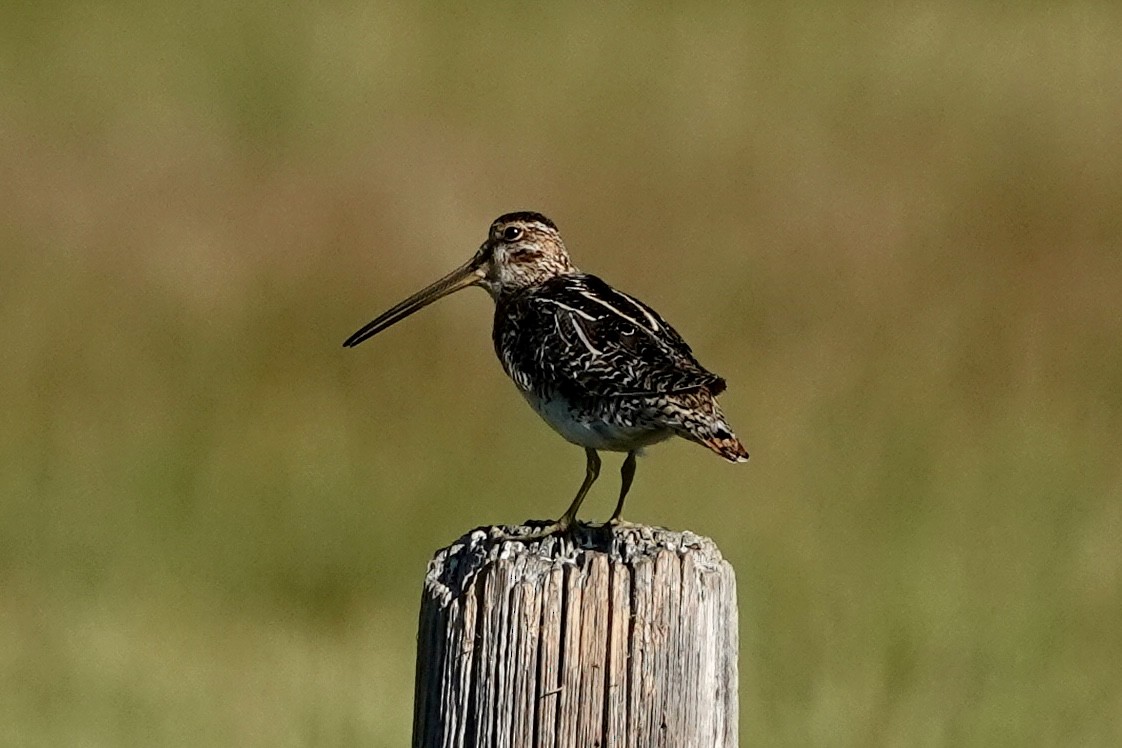 Wilson's Snipe - ML638850700