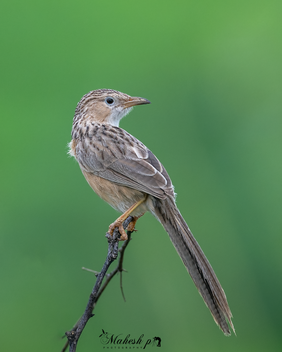 Common Babbler - ML638850706
