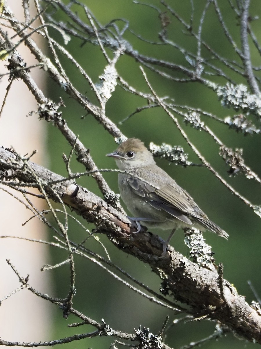 Eurasian Blackcap - ML638850745