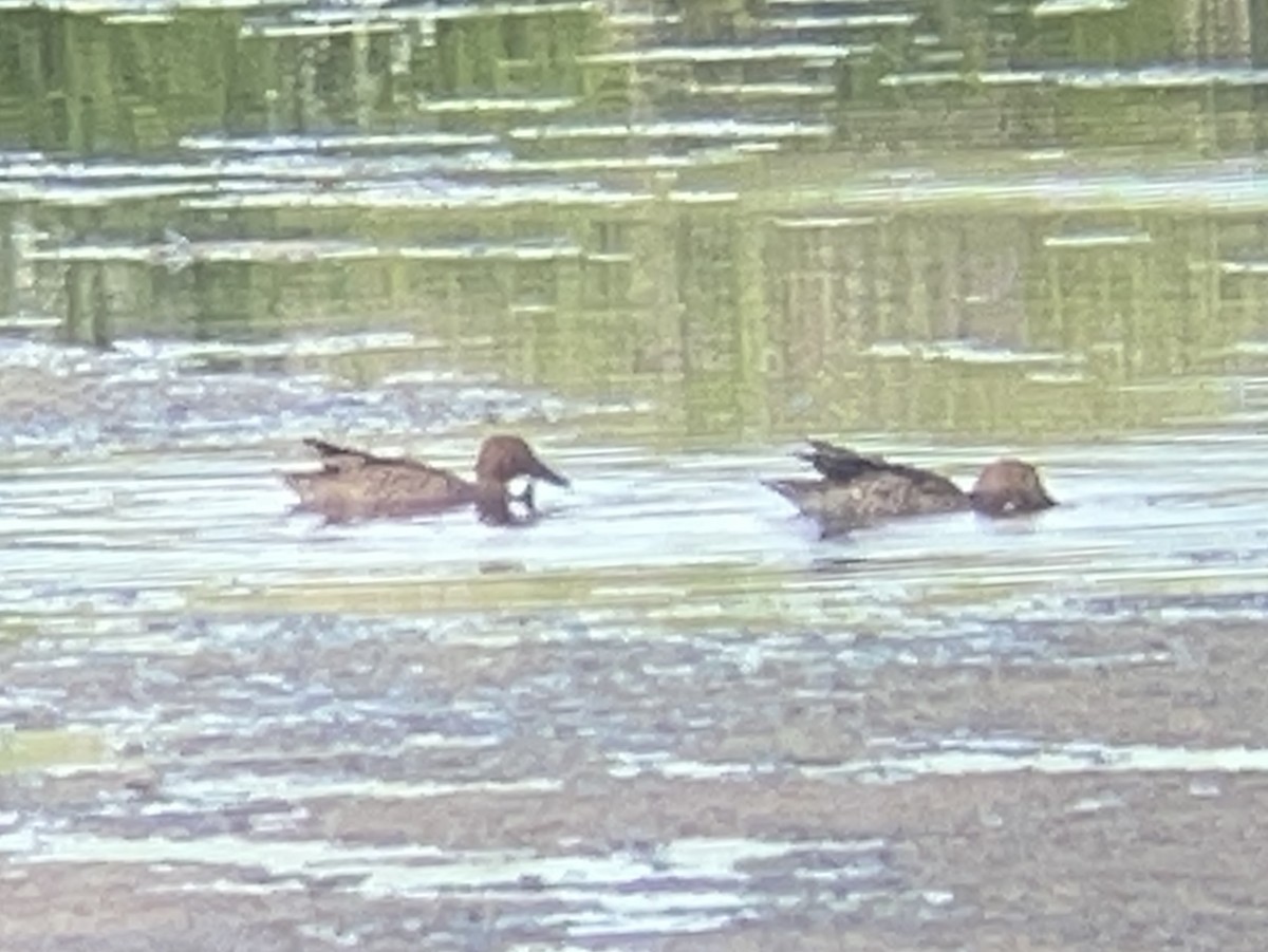 Cinnamon Teal - ML638850763