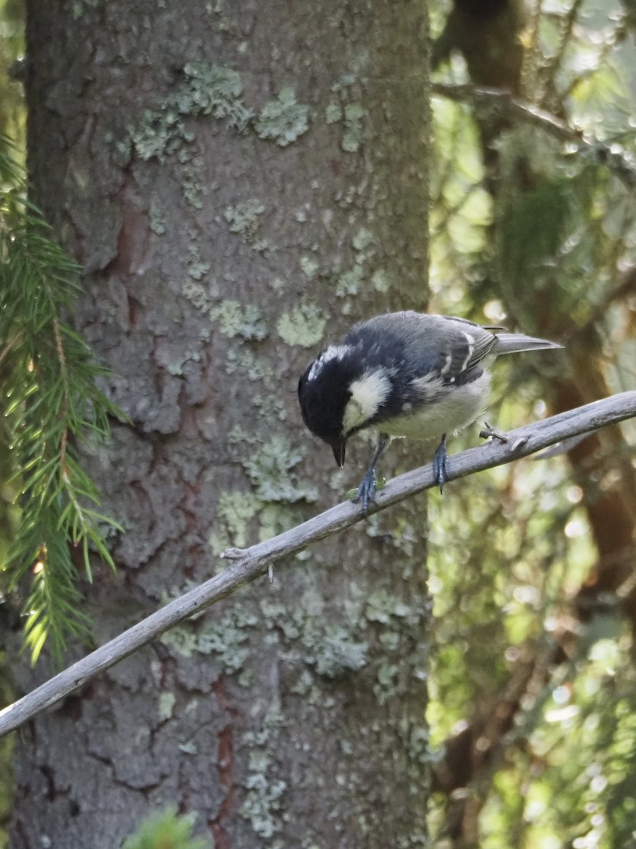 Coal Tit - ML638850771