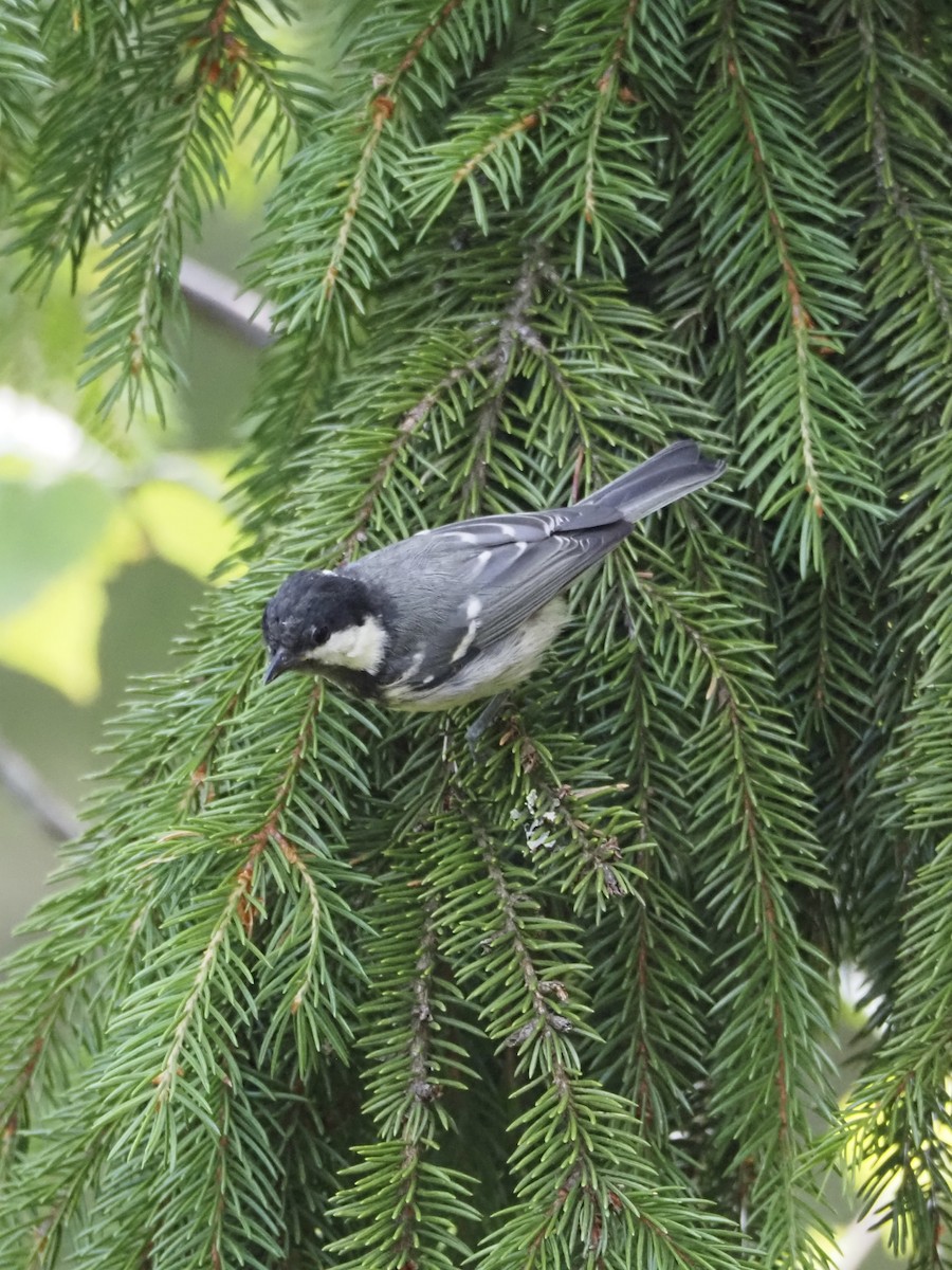 Coal Tit - ML638850772