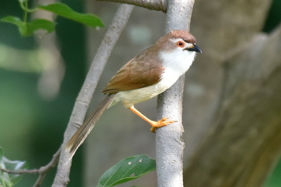 Yellow-eyed Babbler - ML638850800