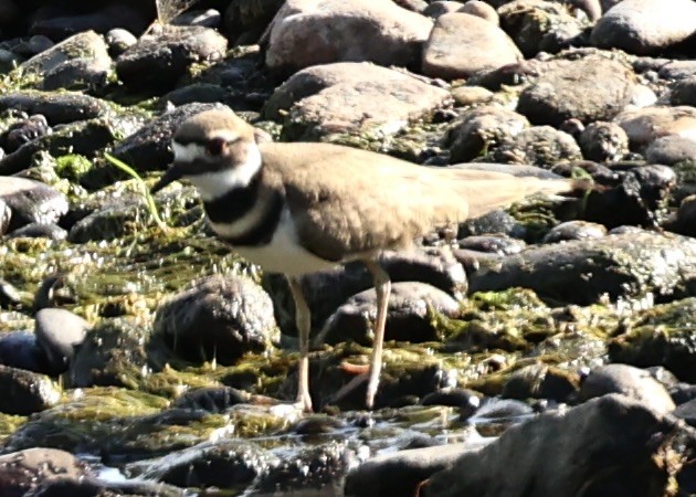 Killdeer - ML638850804