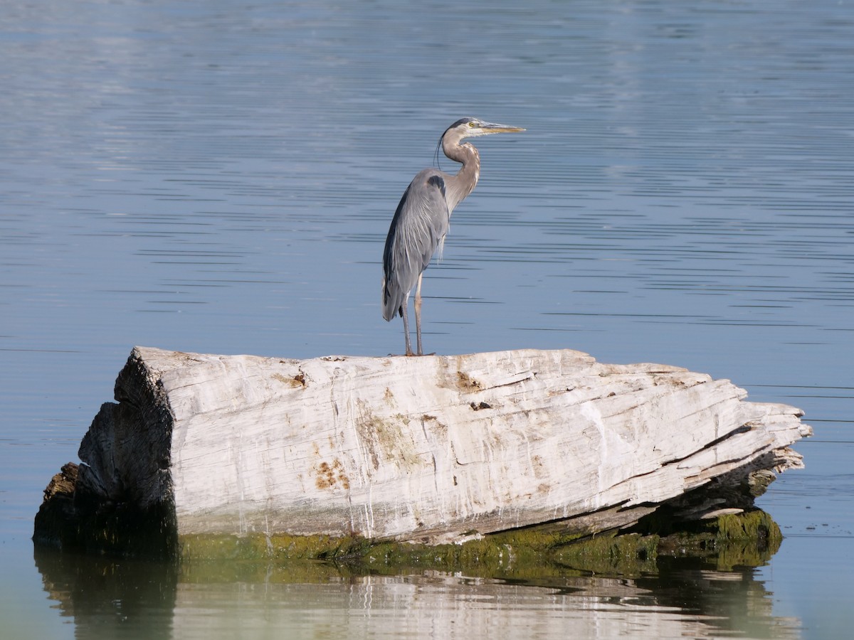 Great Blue Heron - ML638850819