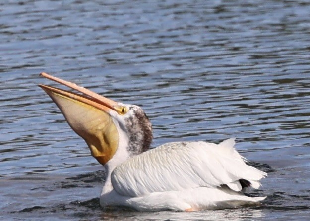 American White Pelican - ML638850832