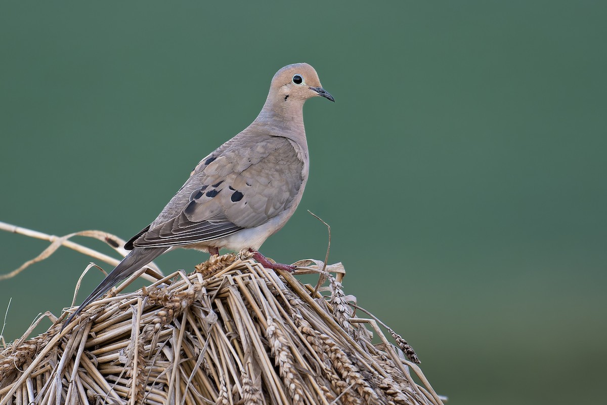 Mourning Dove - ML638850846