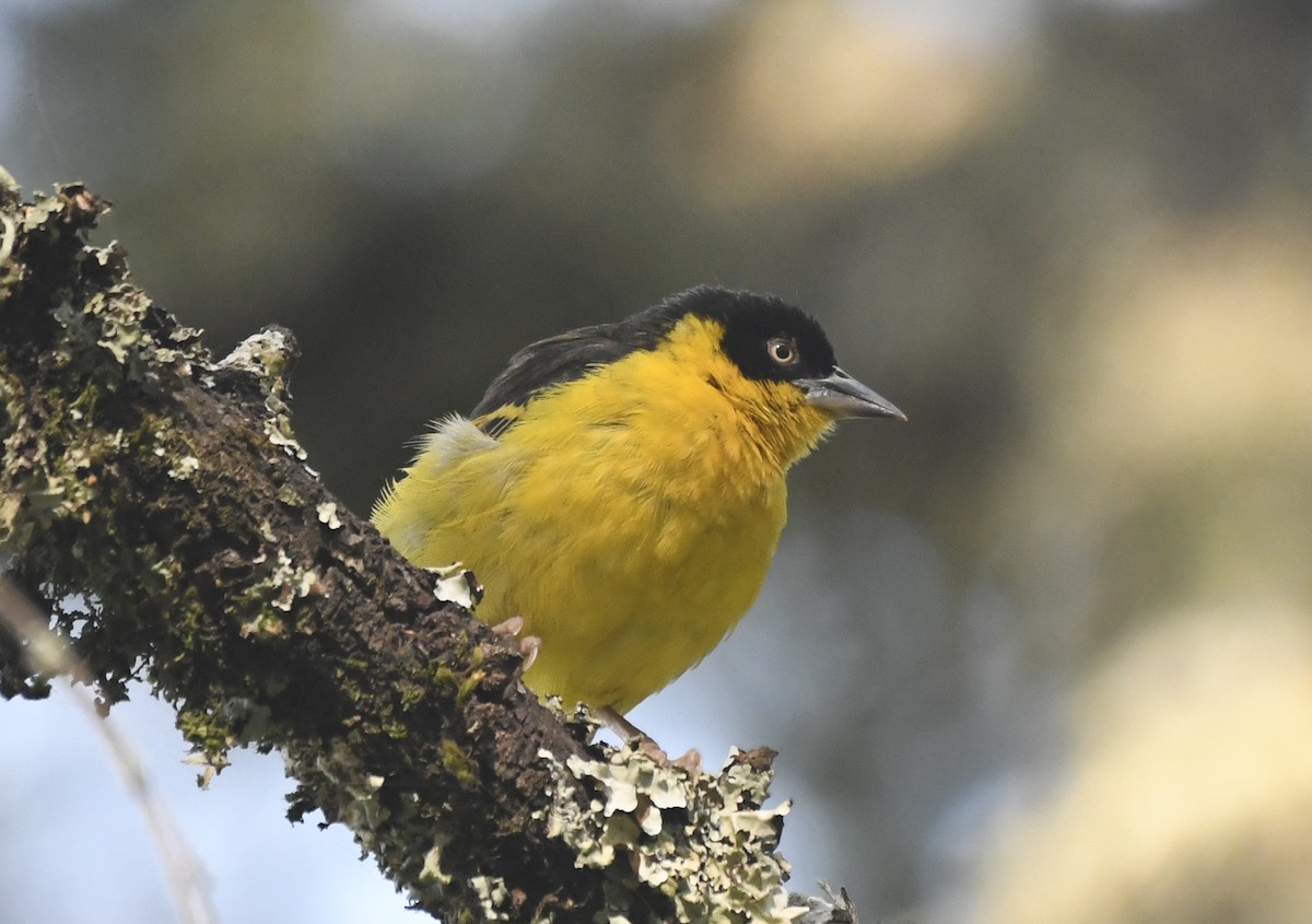 Baglafecht Weaver - ML638850852