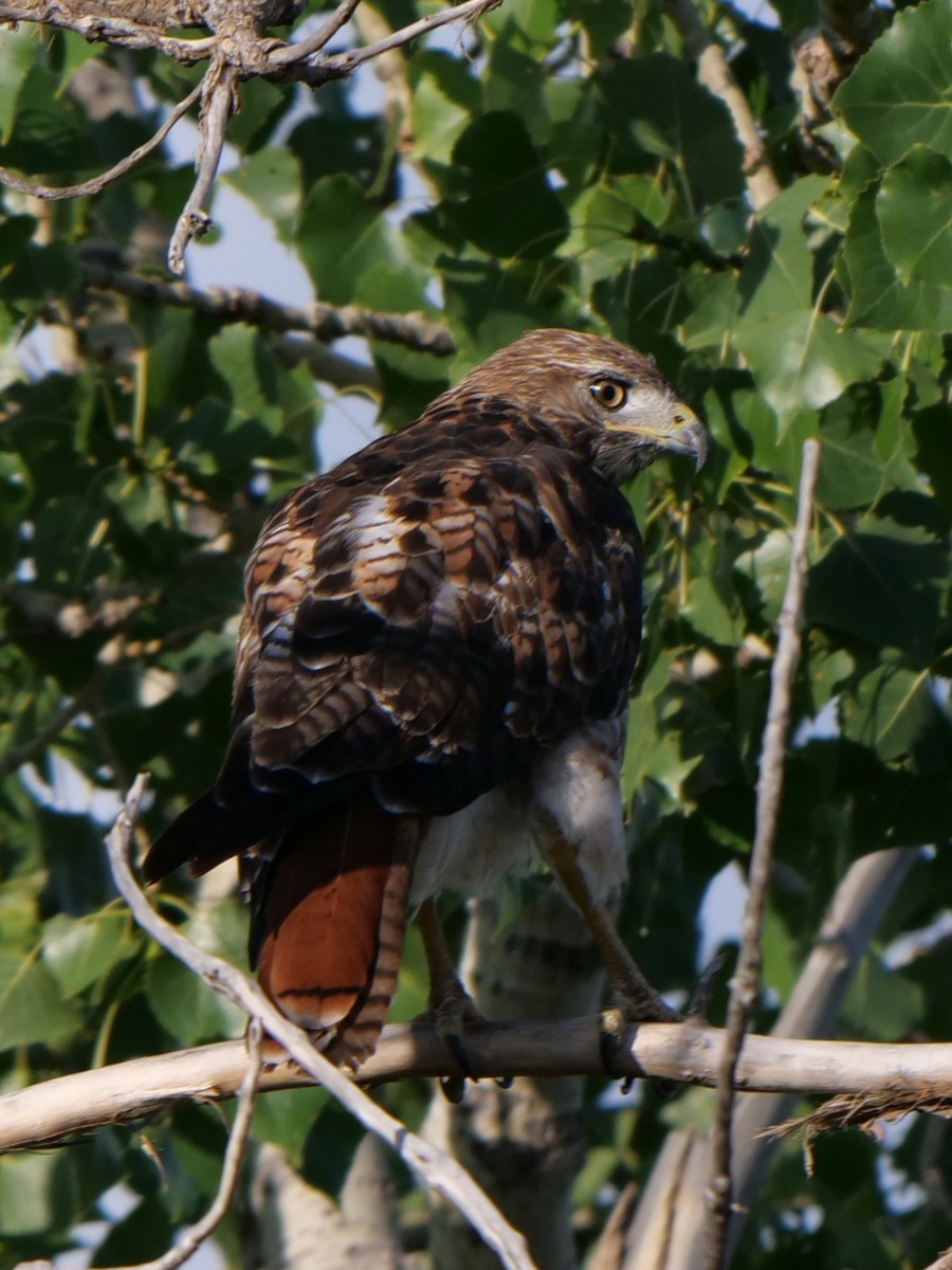 Red-tailed Hawk - ML638850860