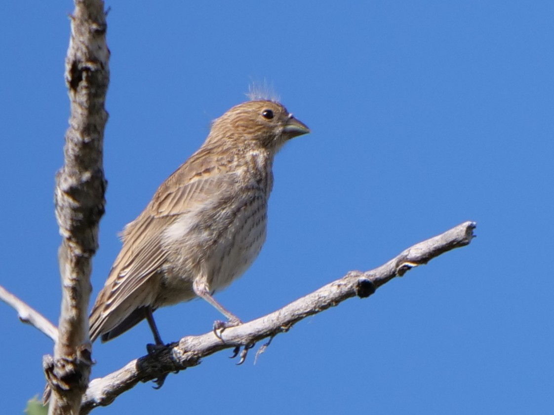 House Finch - ML638850878