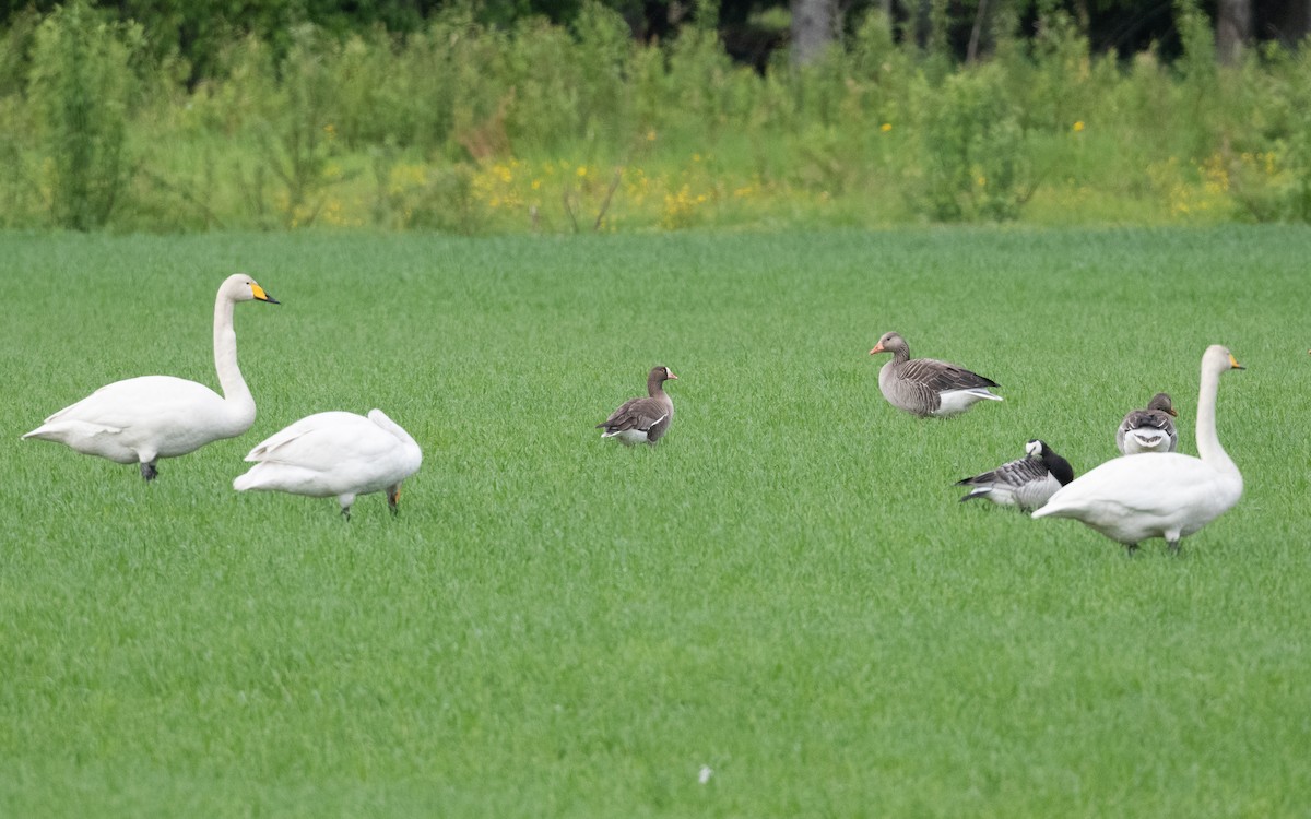 Lesser White-fronted Goose - ML638850880