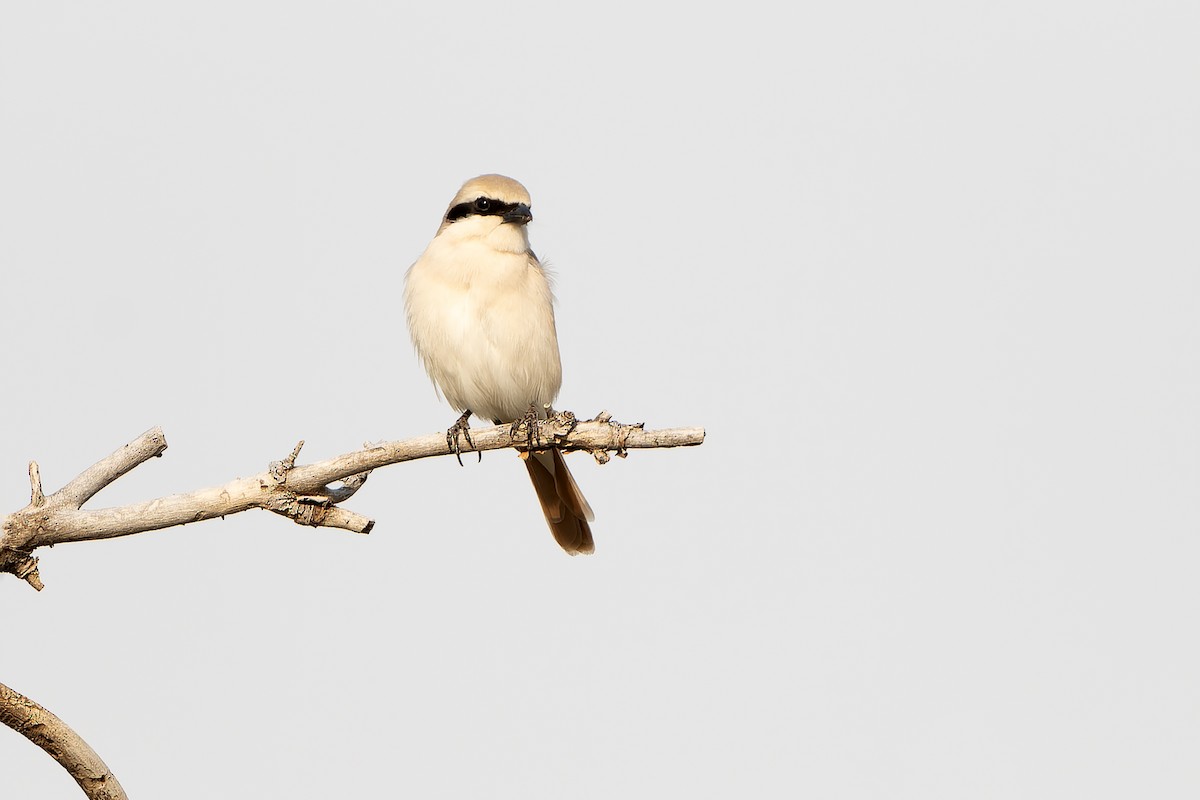 Alcaudón Isabel (isabellinus) - ML638850895