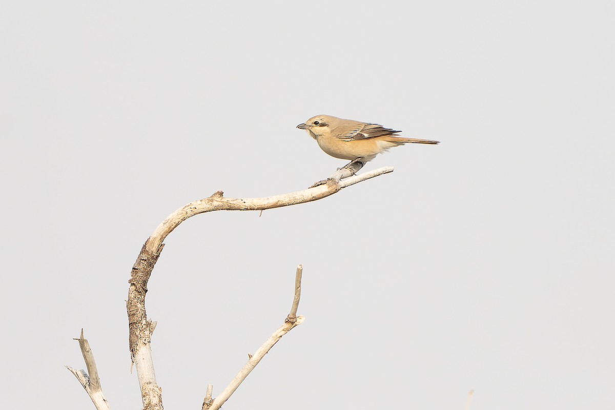 Alcaudón Isabel (isabellinus) - ML638850896