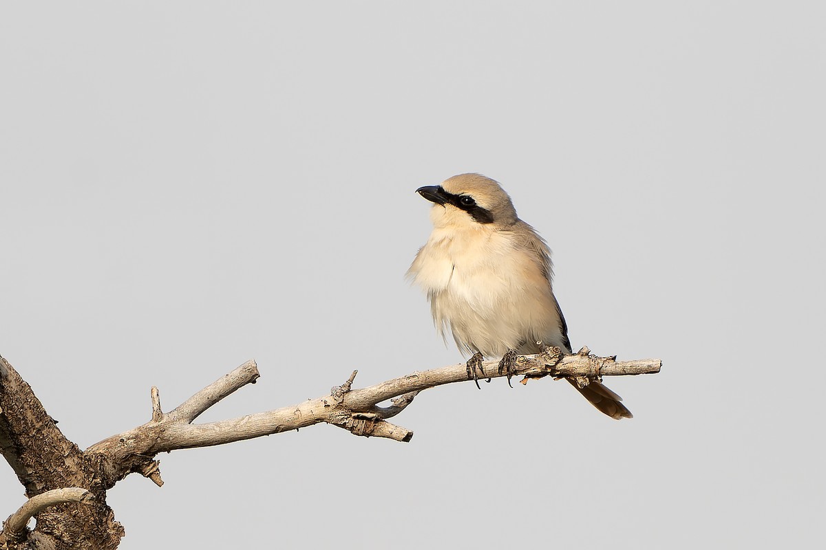 Alcaudón Isabel (isabellinus) - ML638850897