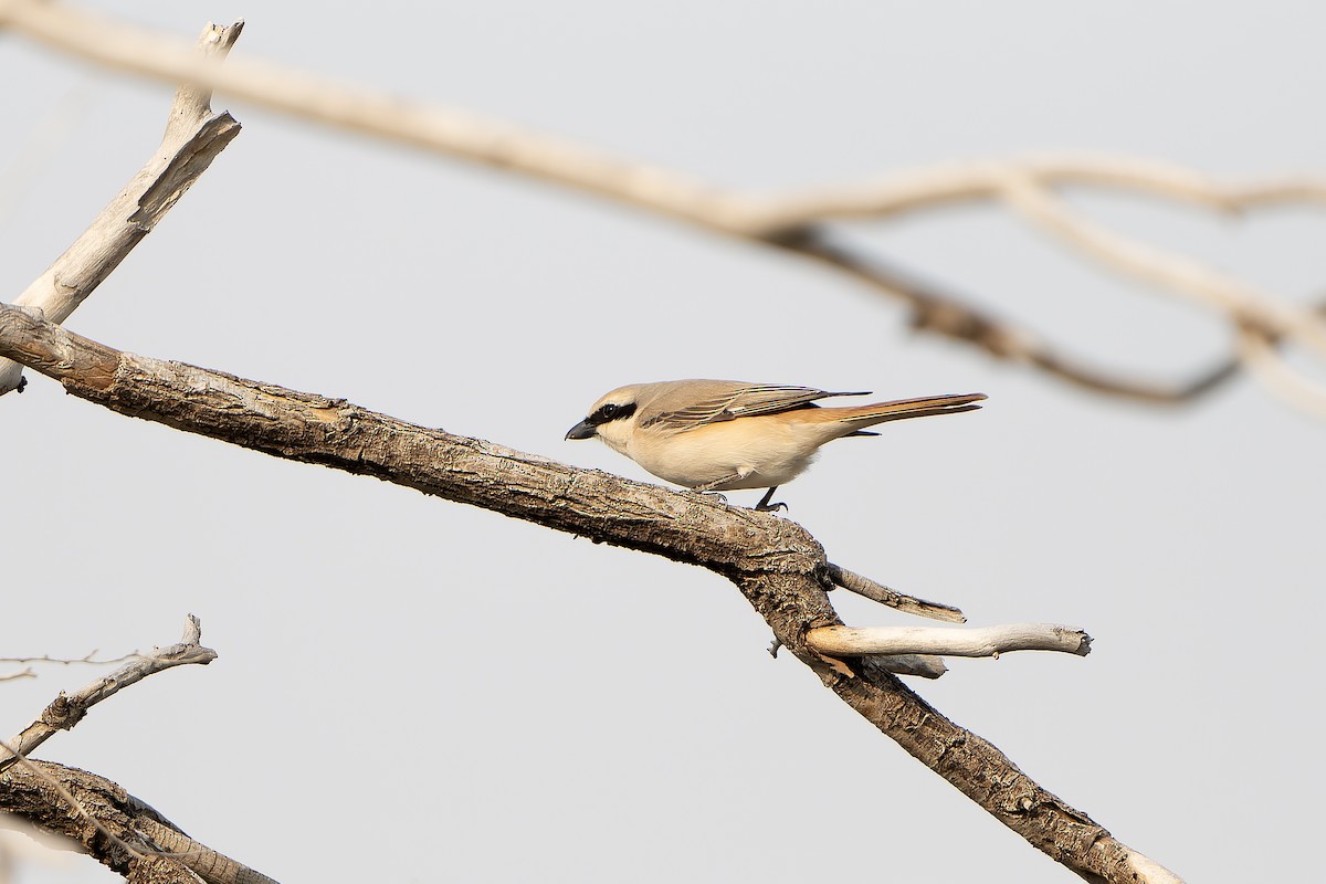 Alcaudón Isabel (isabellinus) - ML638850898