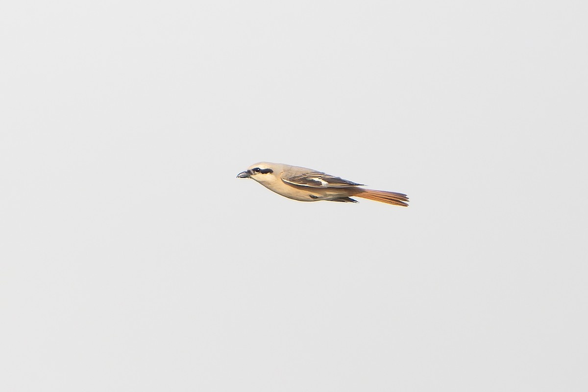 Alcaudón Isabel (isabellinus) - ML638850913