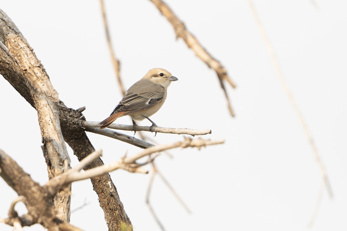 Alcaudón Isabel (isabellinus) - ML638850914
