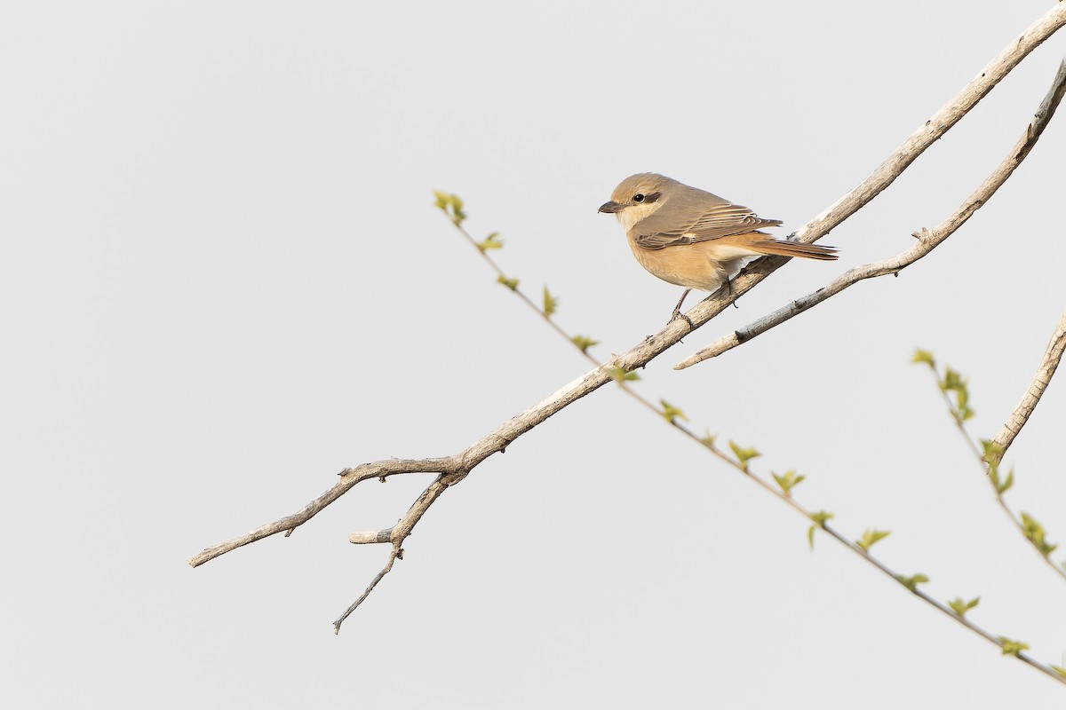 Alcaudón Isabel (isabellinus) - ML638850915