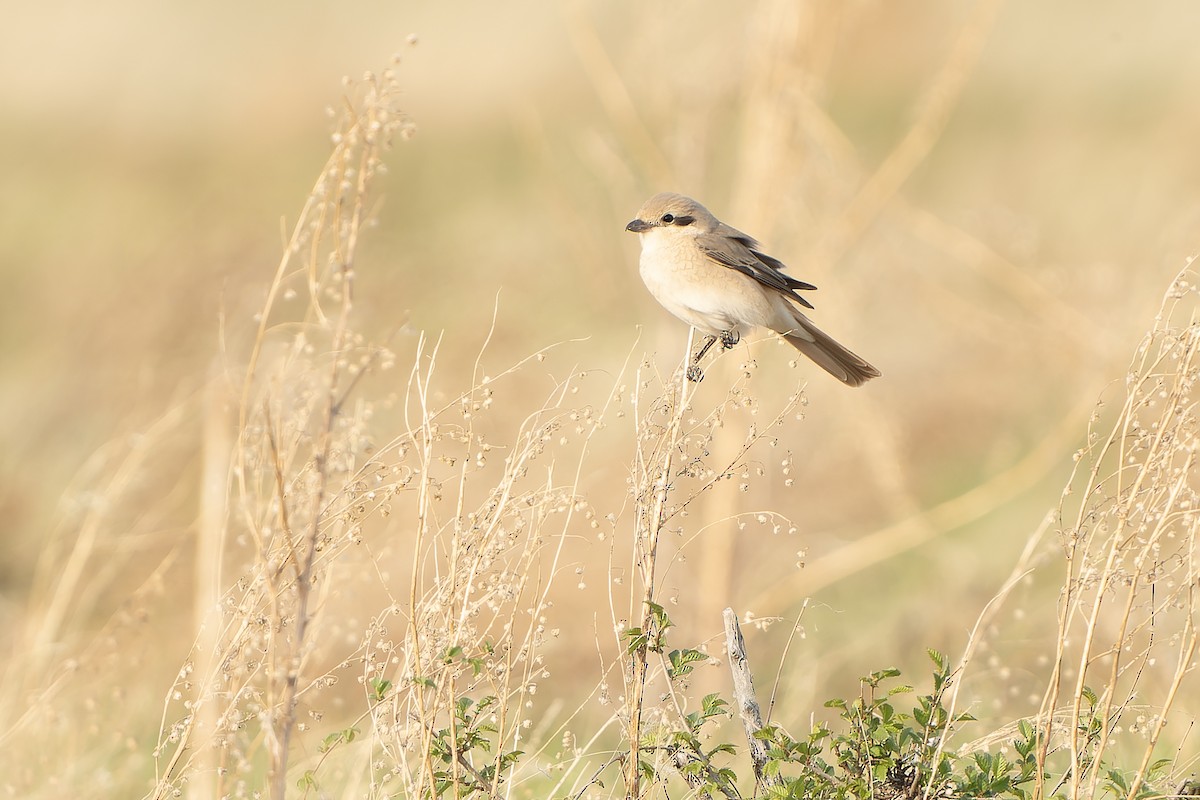 Alcaudón Isabel (isabellinus) - ML638850941