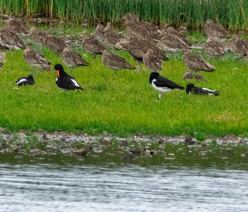 Eurasian Oystercatcher - ML638850973