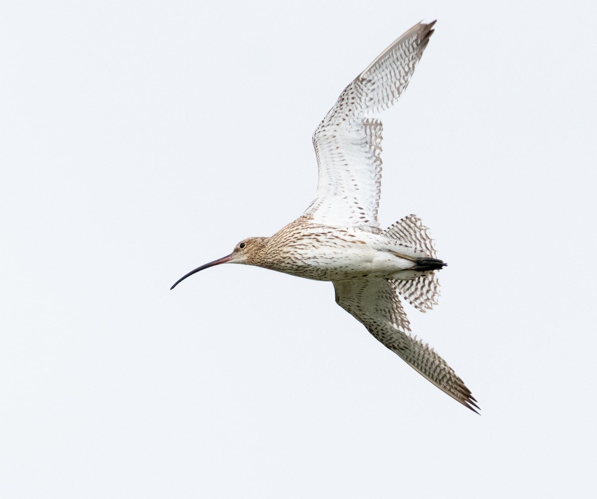 Eurasian Curlew - ML638851002