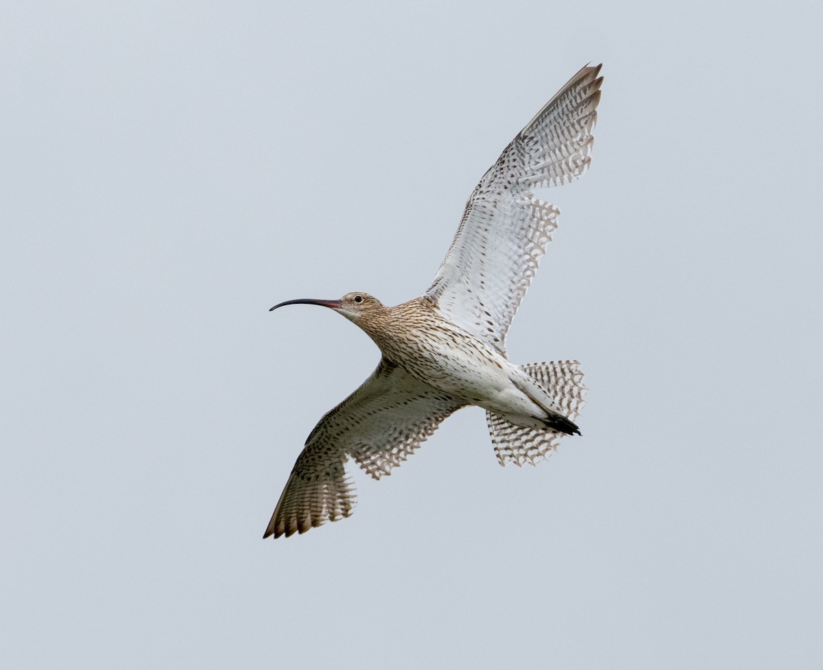 Eurasian Curlew - ML638851003