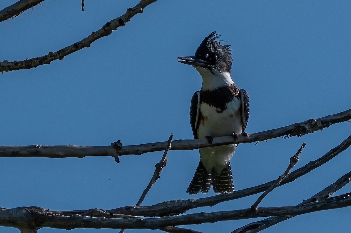 Belted Kingfisher - ML638851011