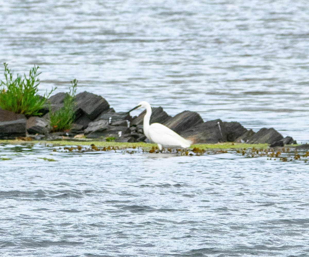 Little Egret - ML638851016