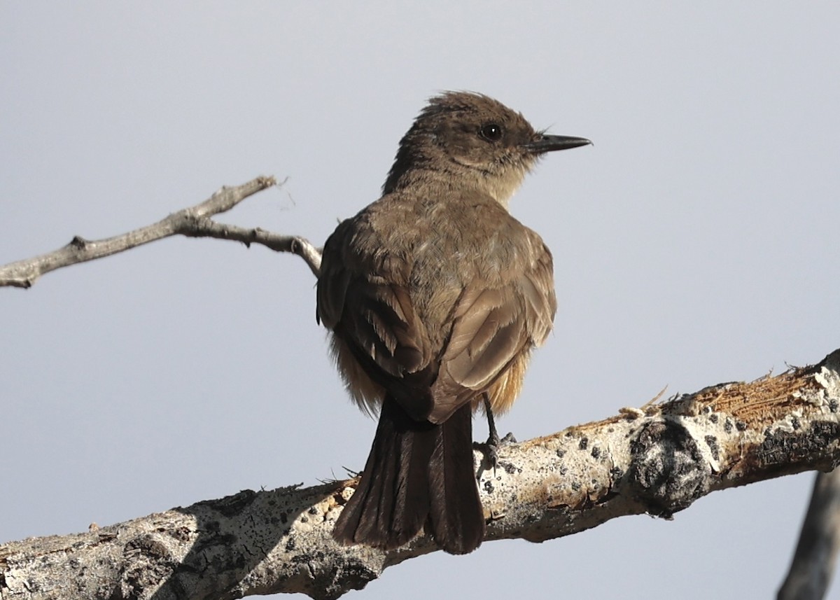 Say's Phoebe - ML638851020