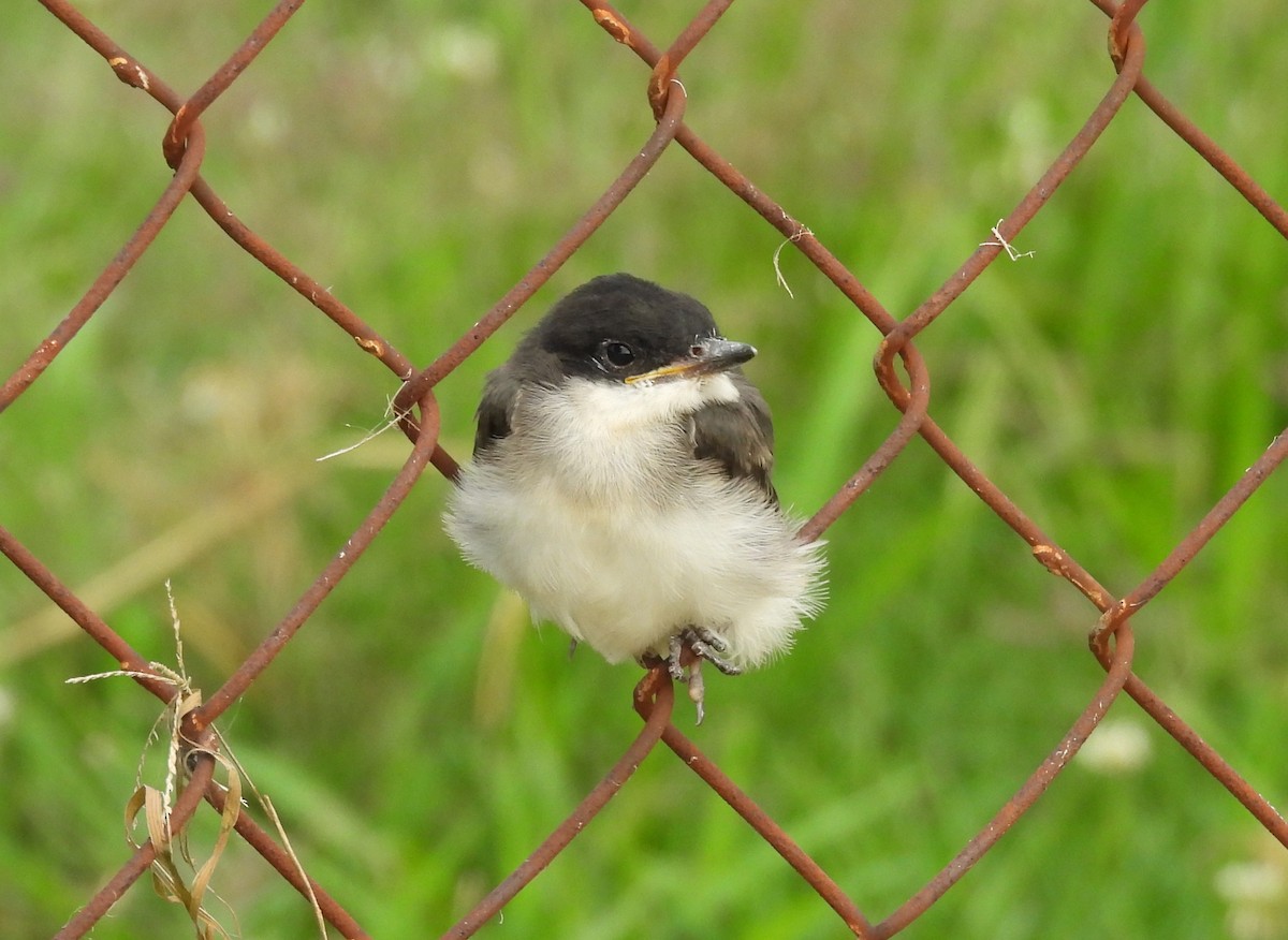 Eastern Kingbird - ML638851023