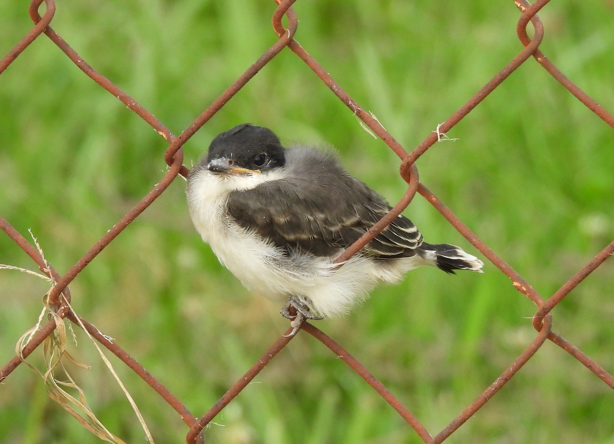 Eastern Kingbird - ML638851024