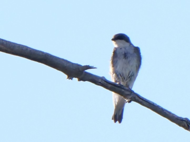 Tree Swallow - ML638851028