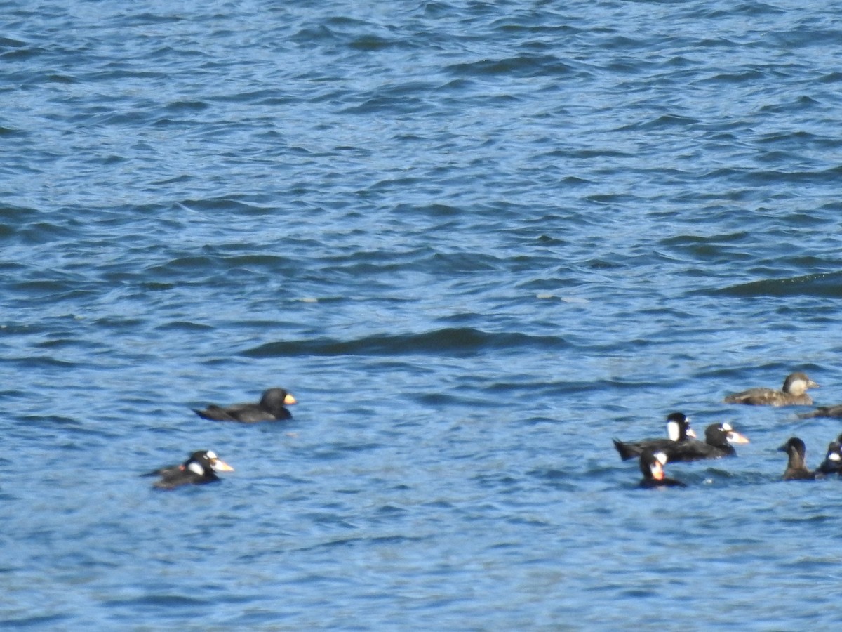 Black Scoter - ML638851029