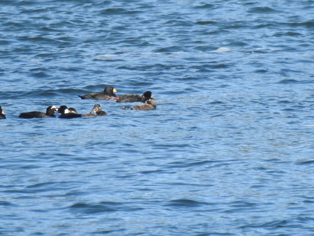 Black Scoter - ML638851040